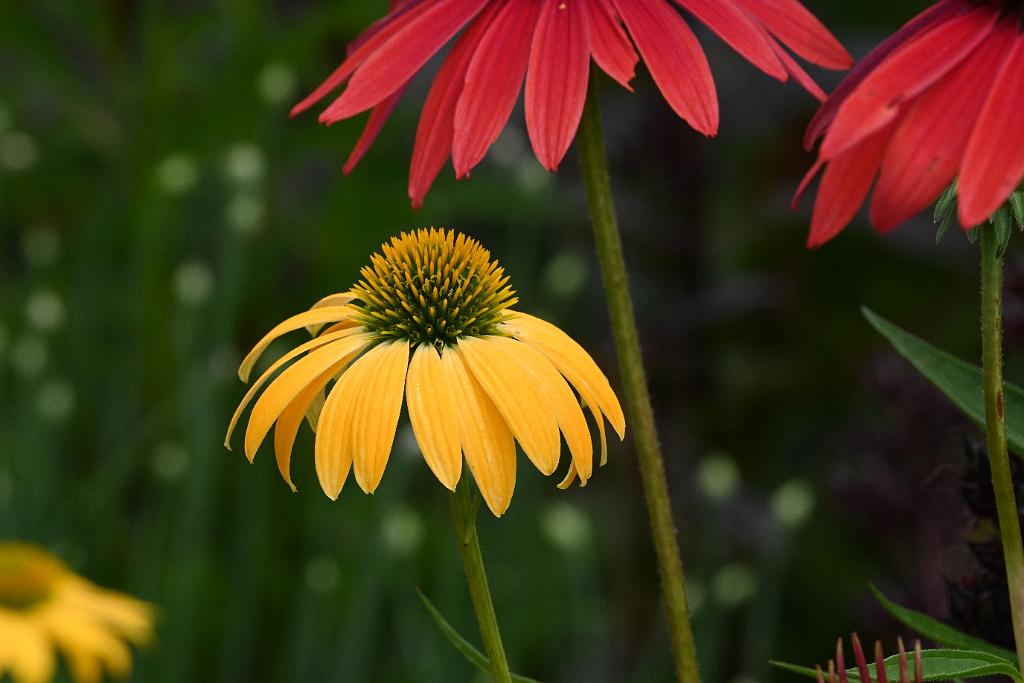 2025-07119494 Tower Hill Botanic Garden, MA.JPG - Coneflower. New England Botanic Garden at Tower Hill, MA, 7-11-2025